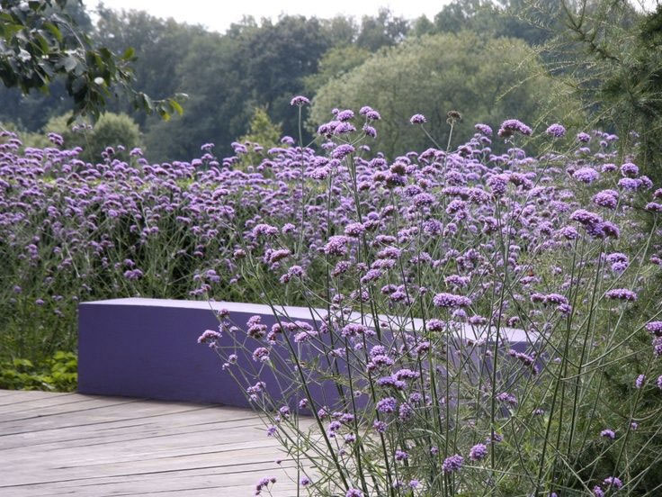 jardin-plantes-violettes